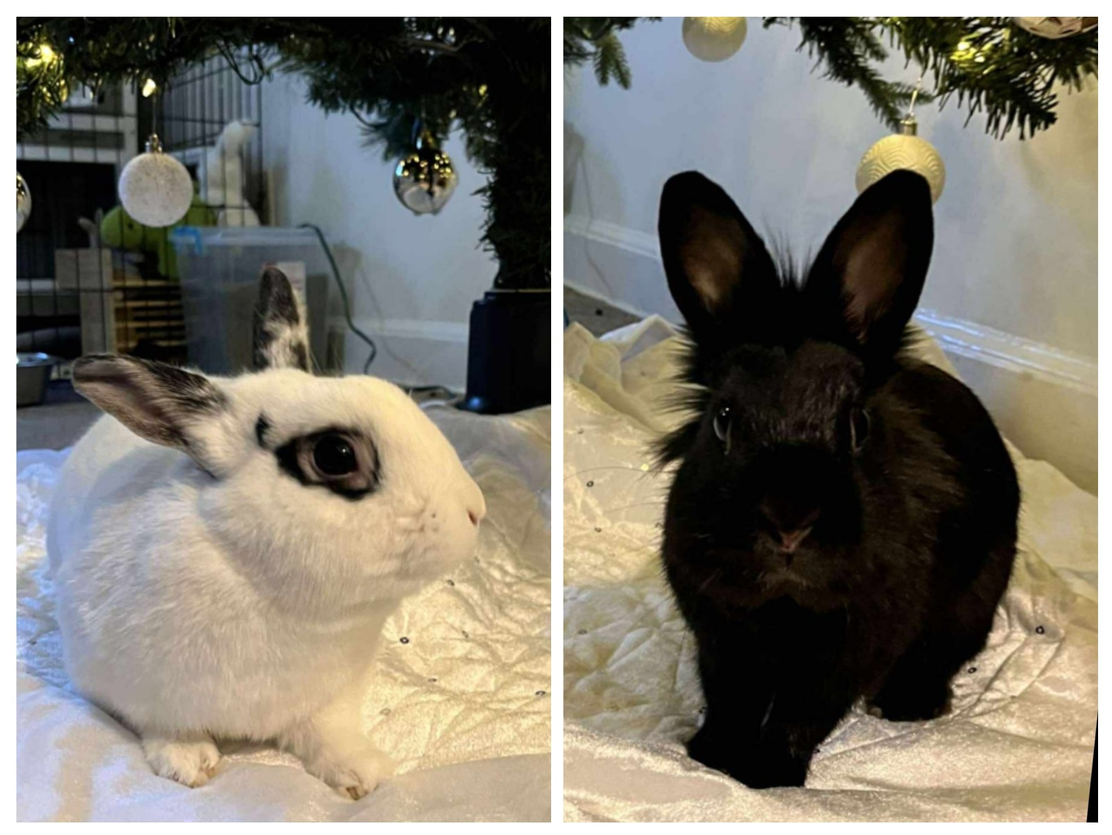 Atlantic - Beautiful bonded bunnies Sofia and Wenda were brought to us ...