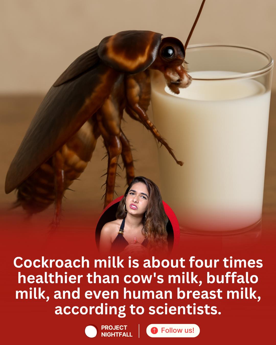 Project - Researchers think cockroach milk could be the key to feeding ...