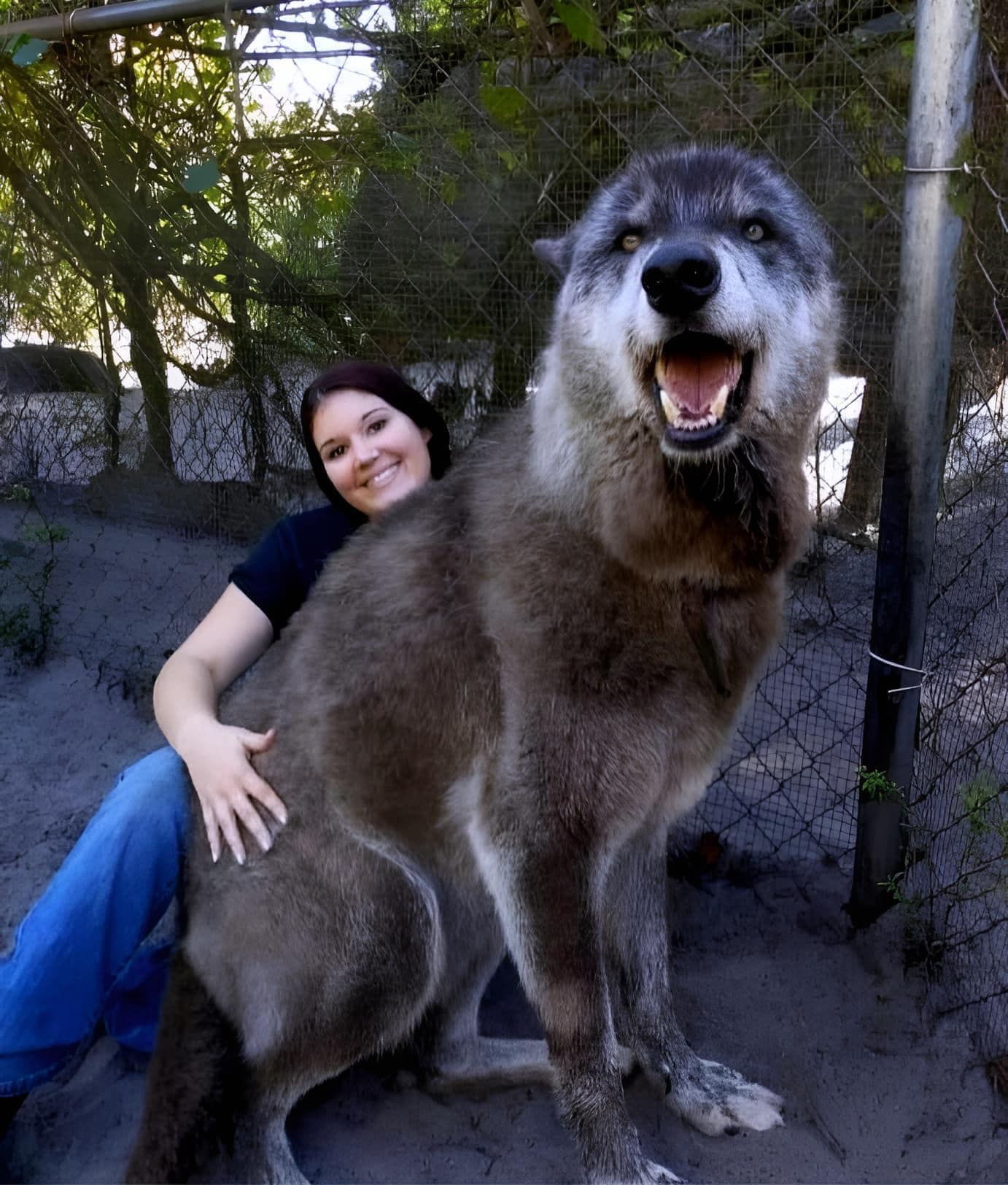 Meet Yuki, the giant Wolfdog! 🐺