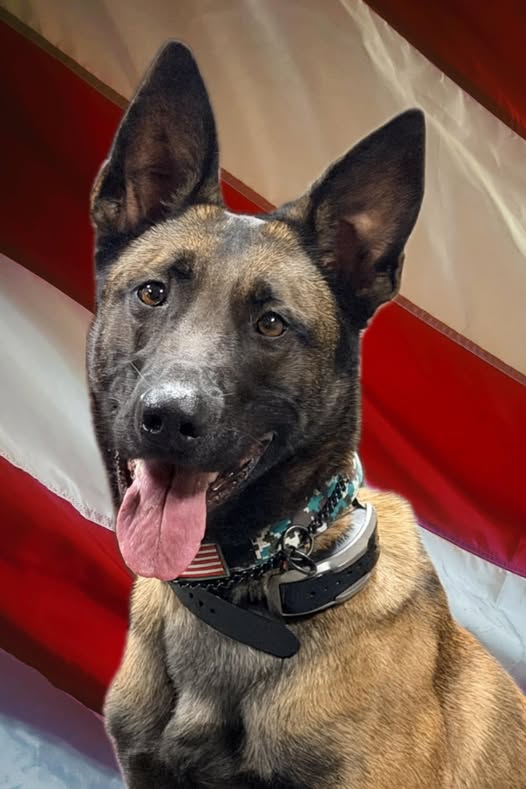 Southern - White Pine Police Department 🐾 Welcome Our New K9, Riley! 🐾 ...