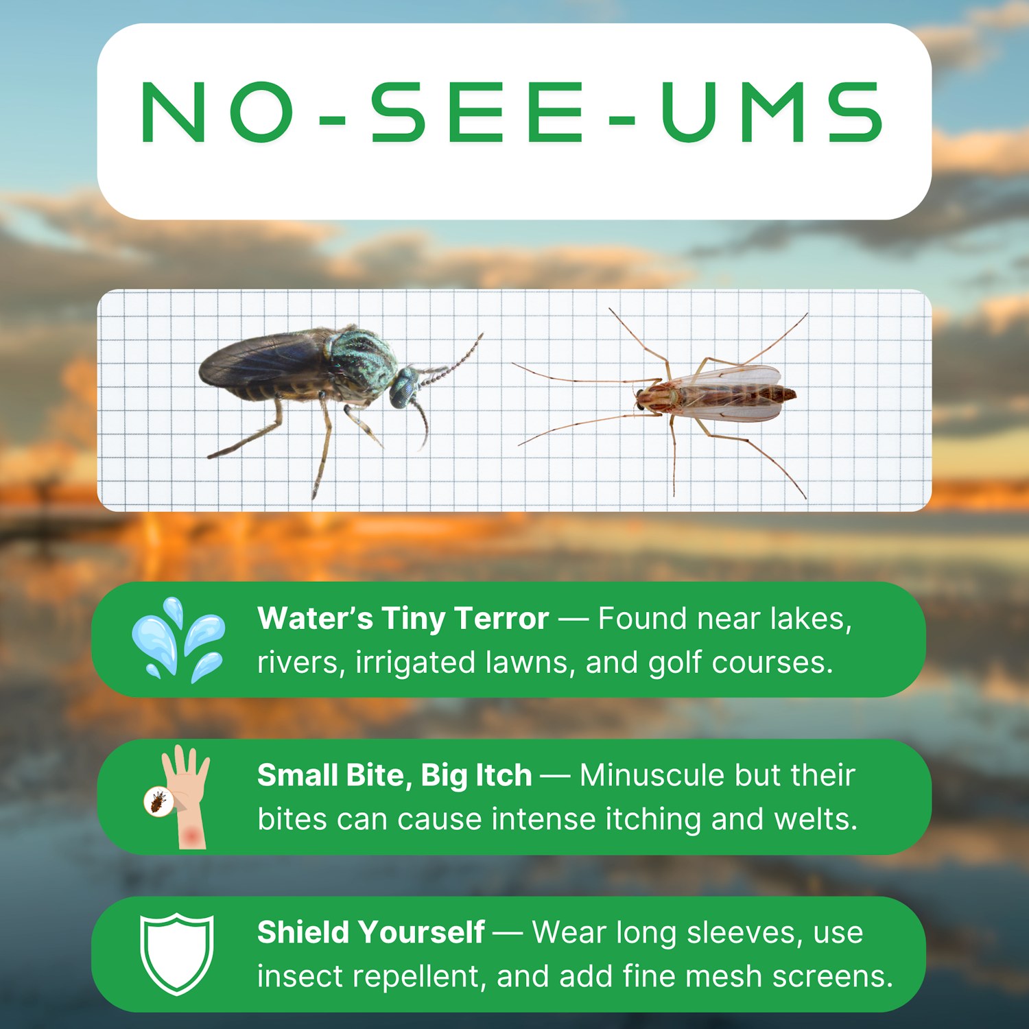 🐜 No-See-Ums: Tiny... - Greenway Pest Solutions New Mexico | Facebook