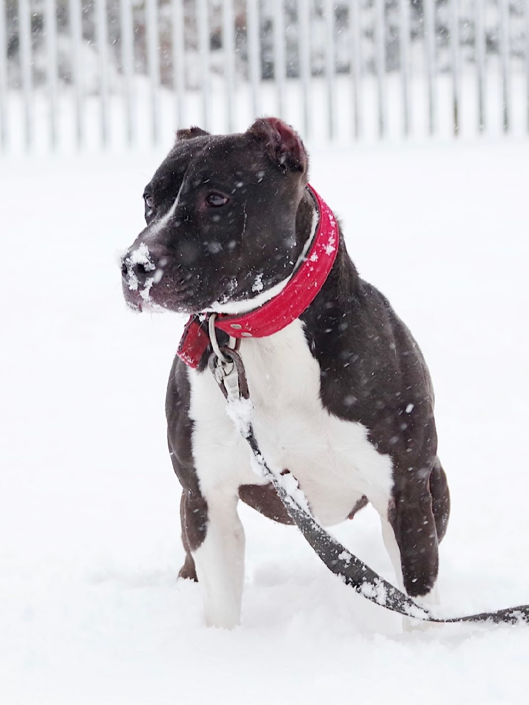 Podaj Łapę Bullom added a new photo. - Podaj Łapę Bullom