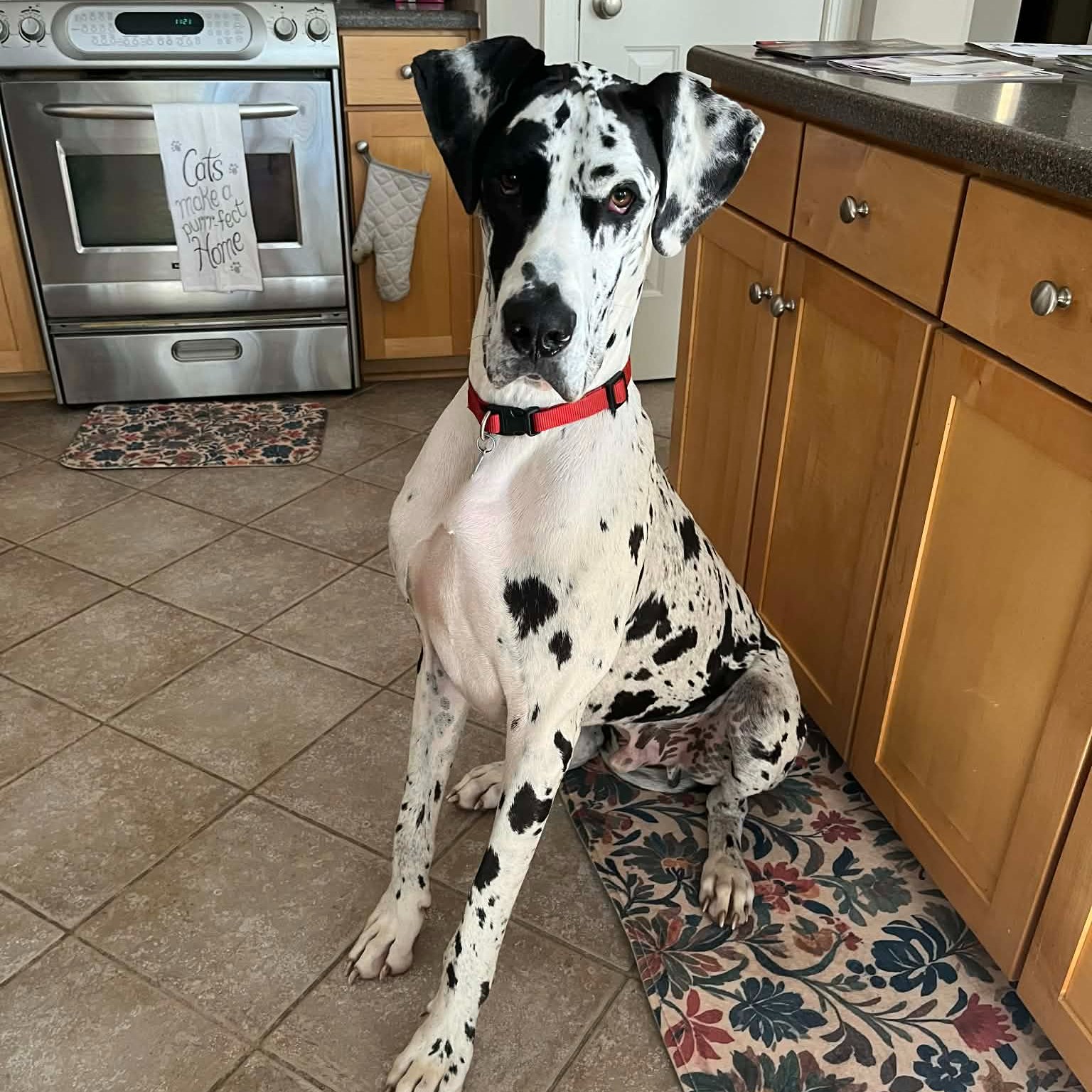 Great Dane Friends of... - Great Dane Friends of Ruff Love