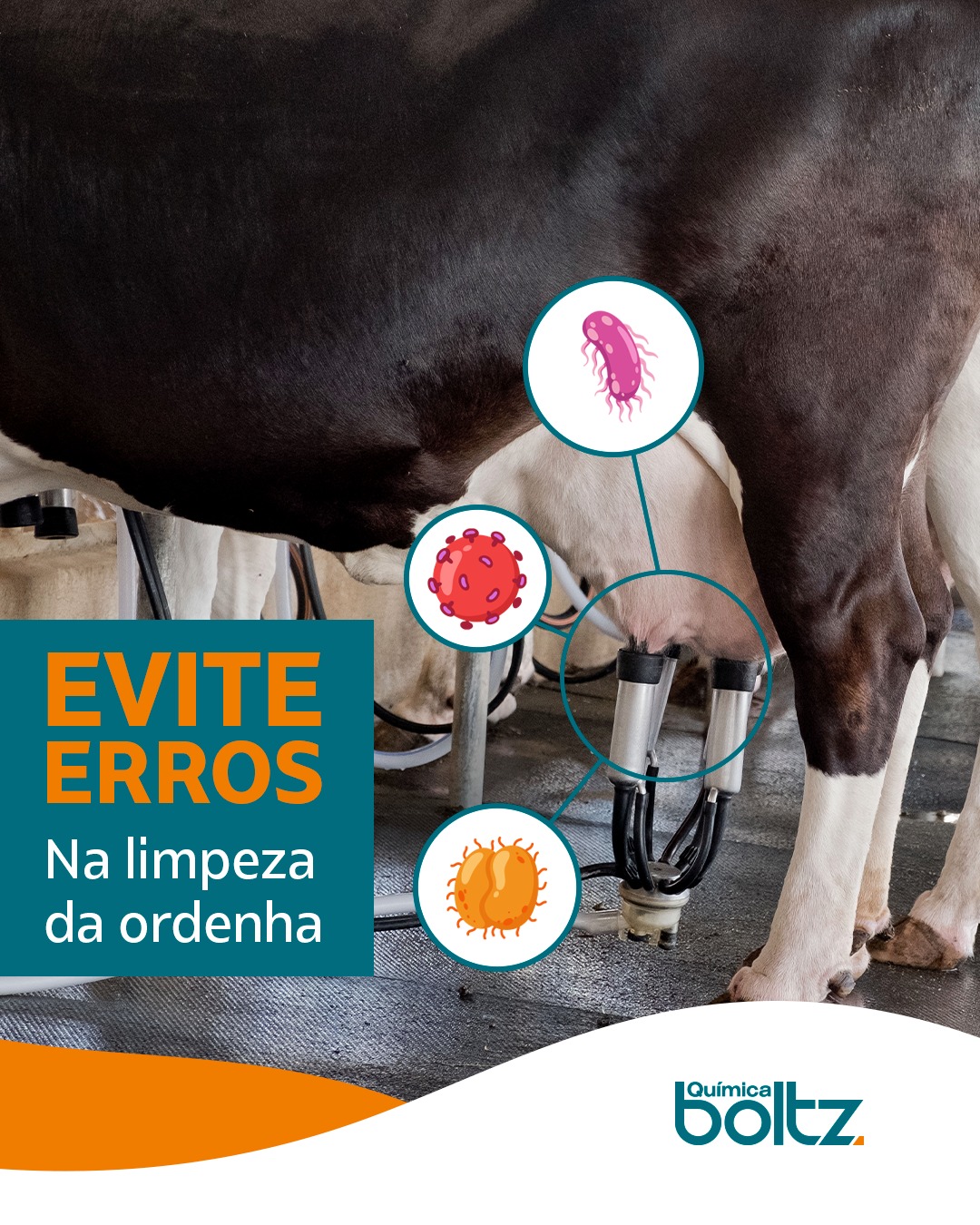 Química Boltz - Além de higienizar o teto antes da ordenha, o pré-dip ...