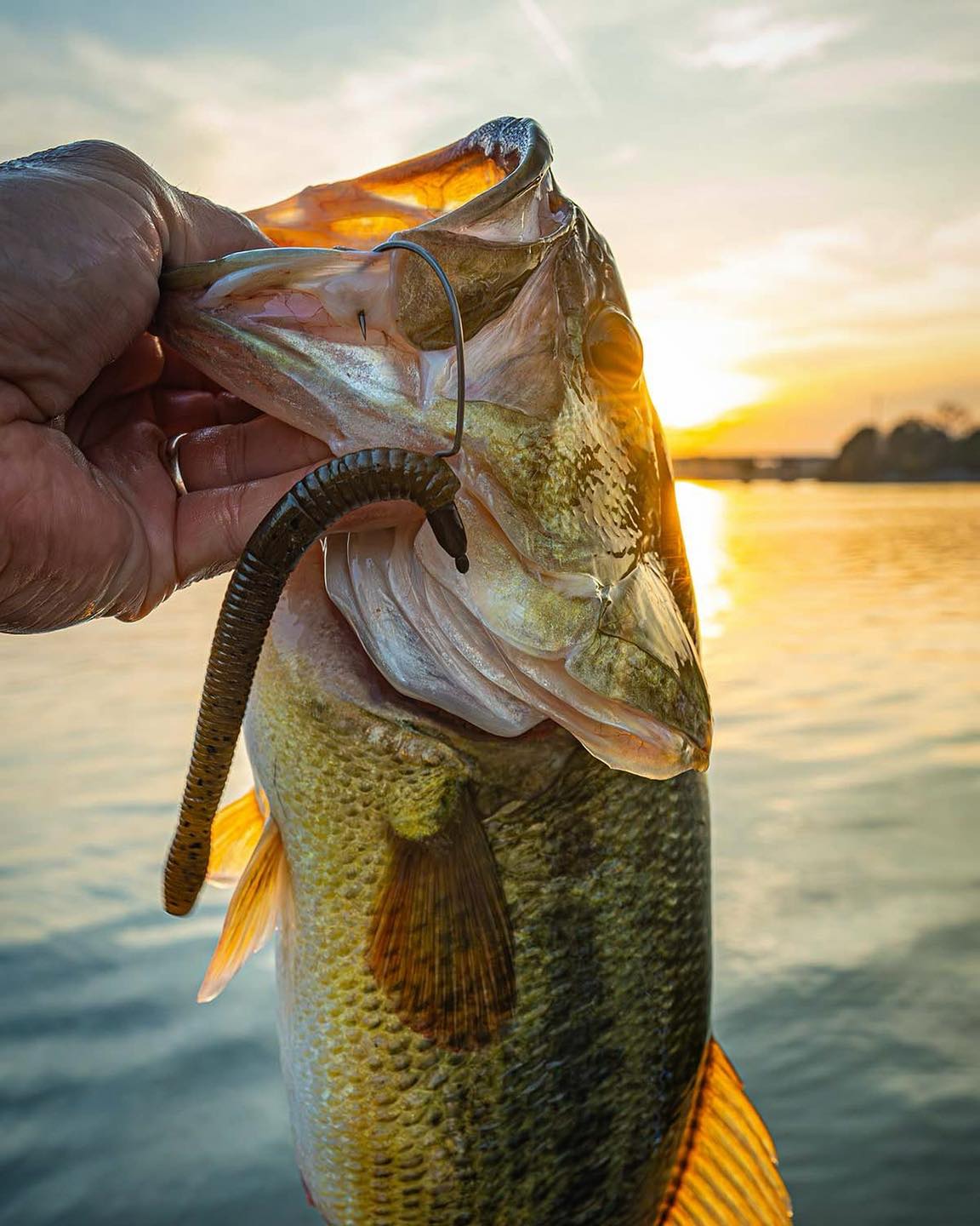 where to buy braided fishing line Reaction Tackle X4 4-Strand On average Hammer Braid Default Category/Specie Specific/Panfish Bassin's Black Bass P1 Model:LX400H-P