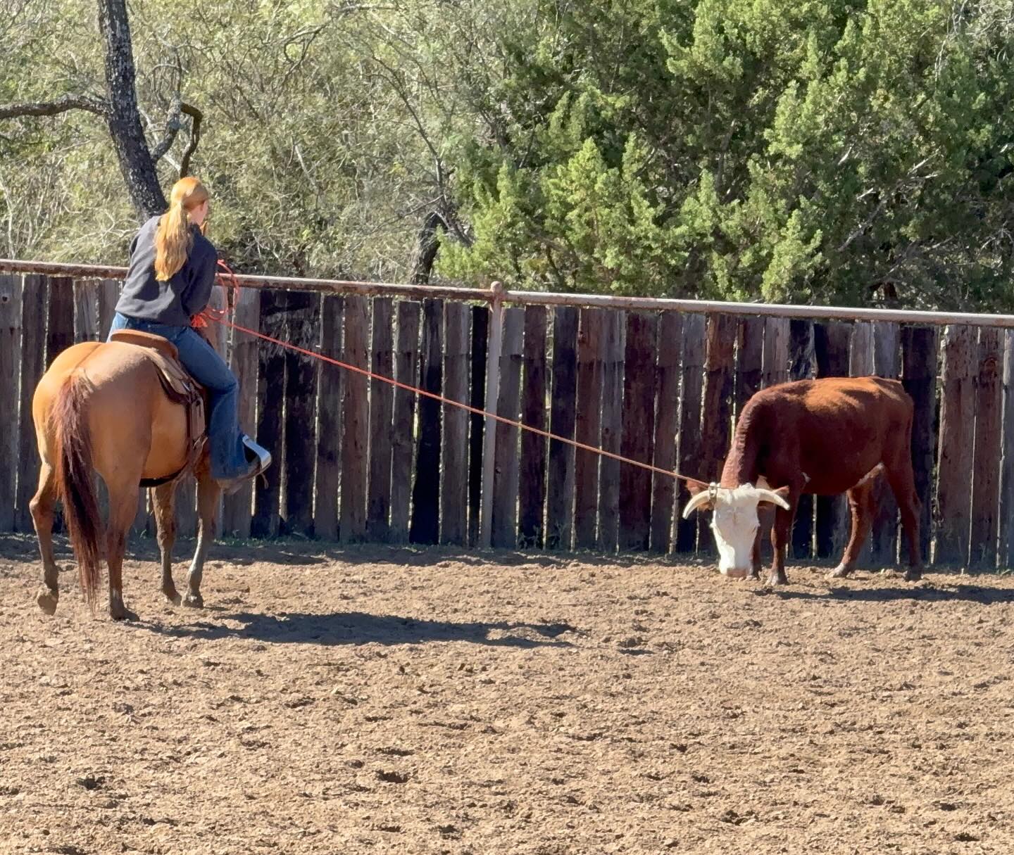 TnT Ranch & Tom Davis... - TnT Ranch & Tom Davis Horsemanship