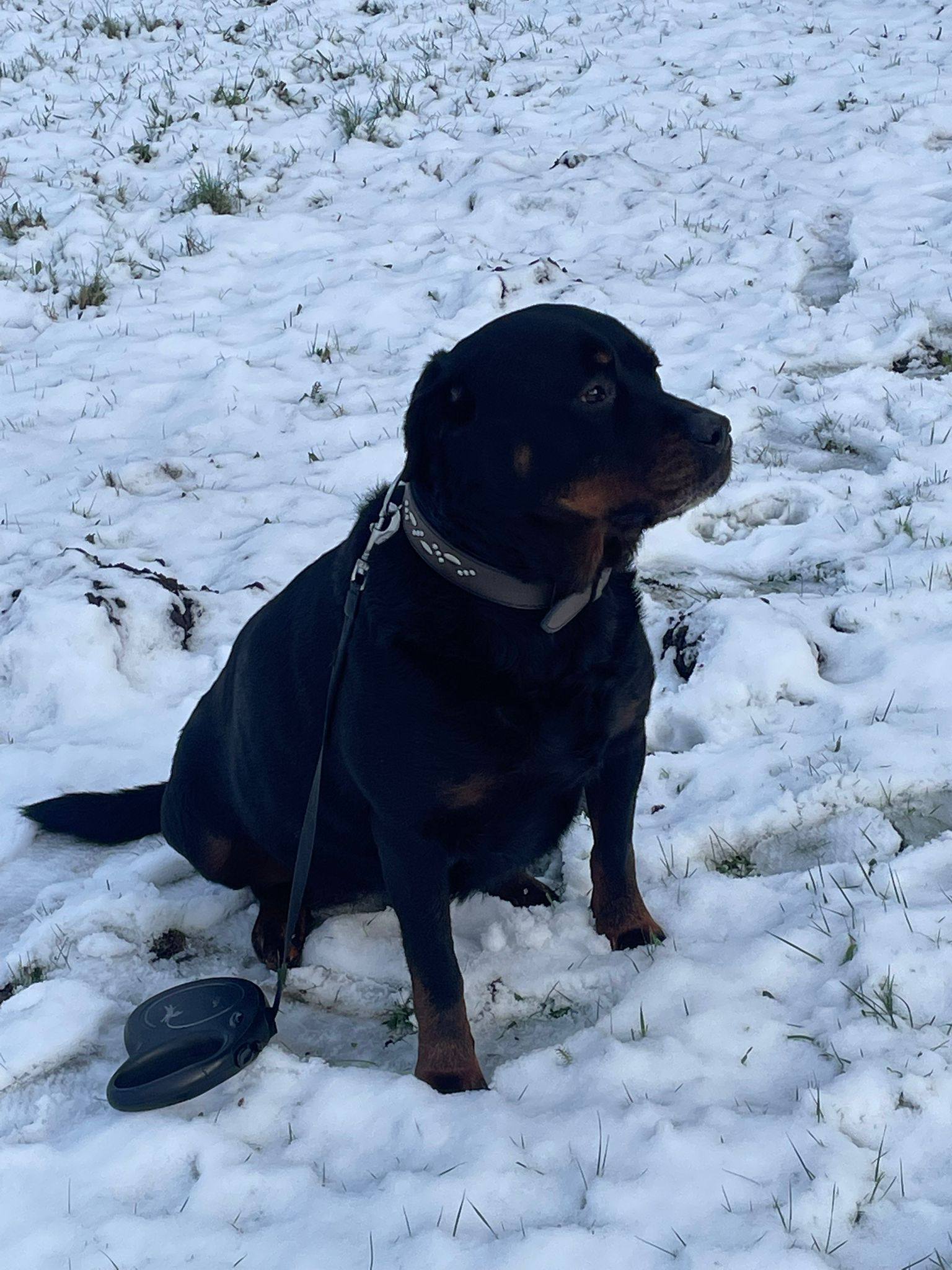 Stichting Rottweiler Nederland - *** Found my new Home ...