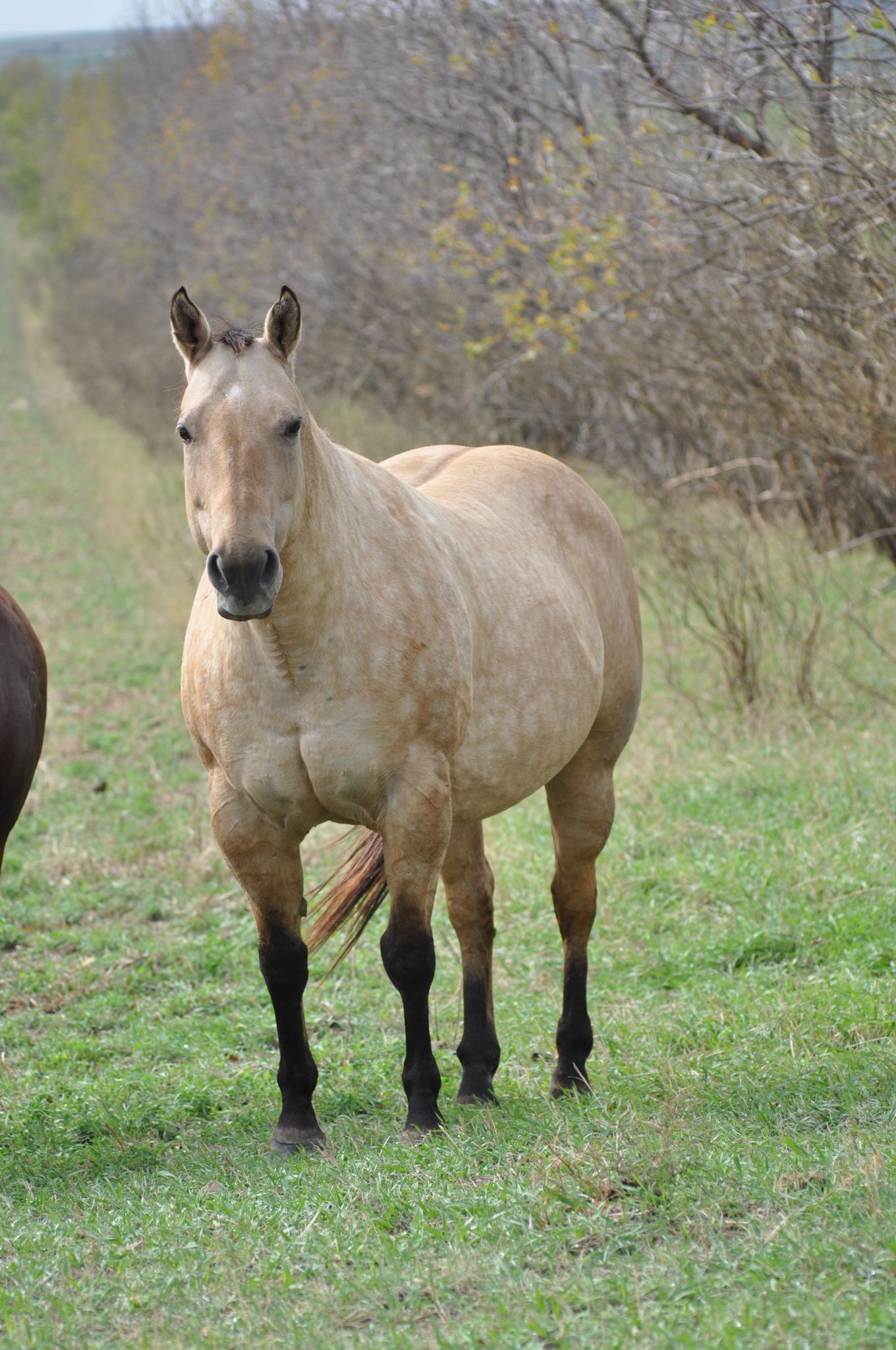 Broken Arrow Ranch... - Broken Arrow Ranch Quarter Horses