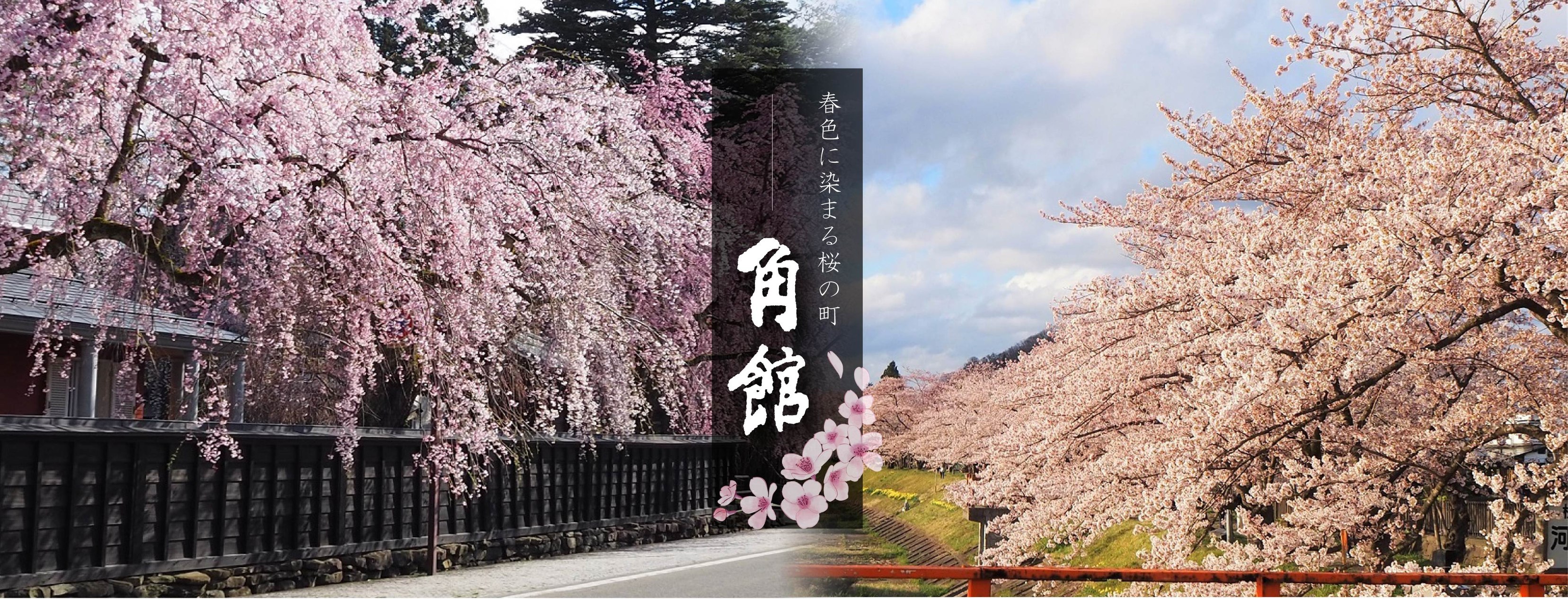 Aoyagi Samurai Manor Museum 角館歴史村・青柳家 - 角館の武家屋敷、青柳家でお着物レンタル 青柳家の邸内は草木が ...