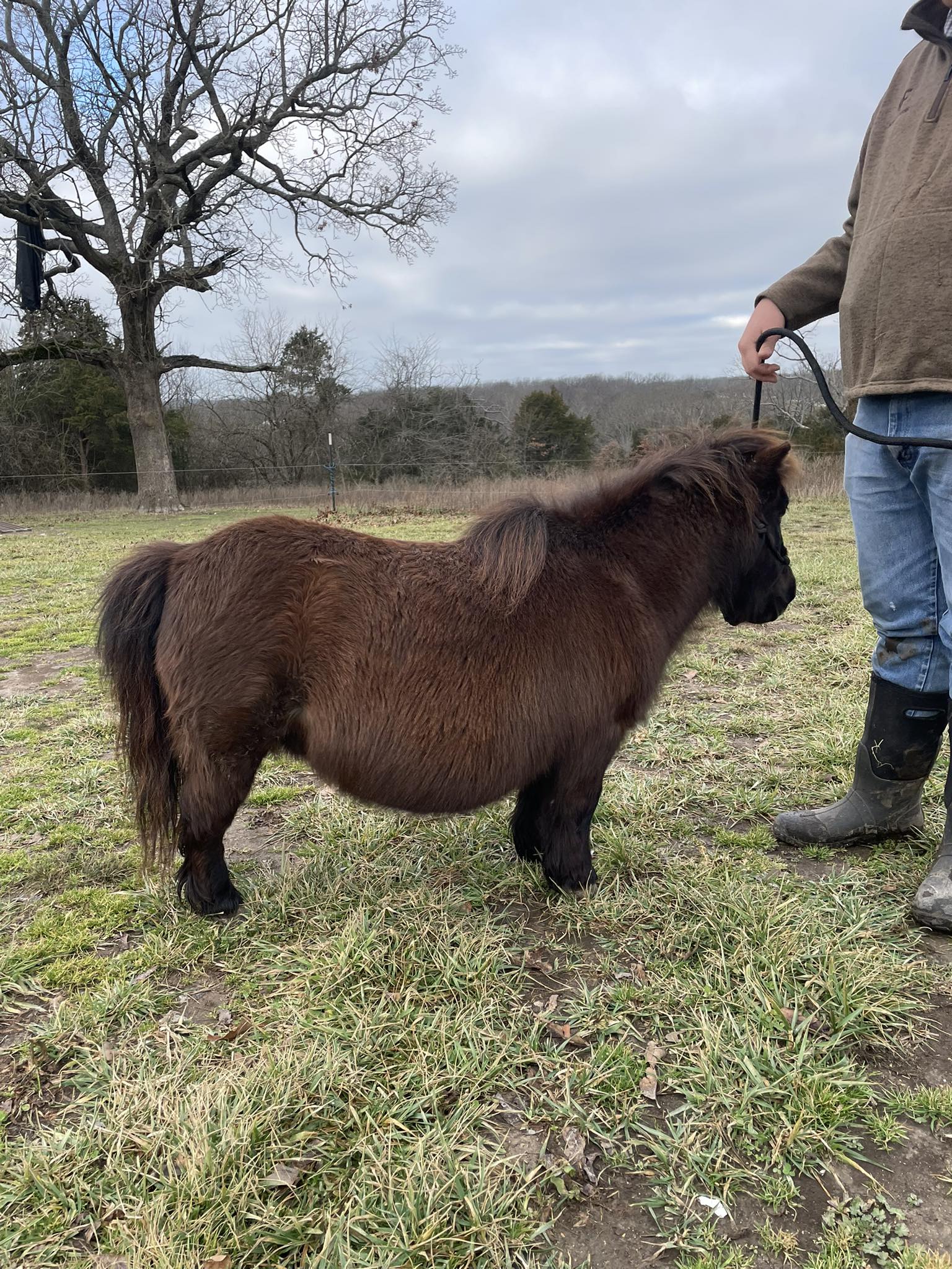 Midnight Mini Cattle Company - Alaska: -Dun Miniature Highland Heifer ...