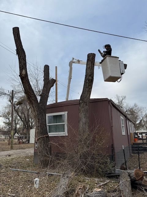 🌳 Expert tree care in action! Our... - Clean Cut Tree Service | Facebook