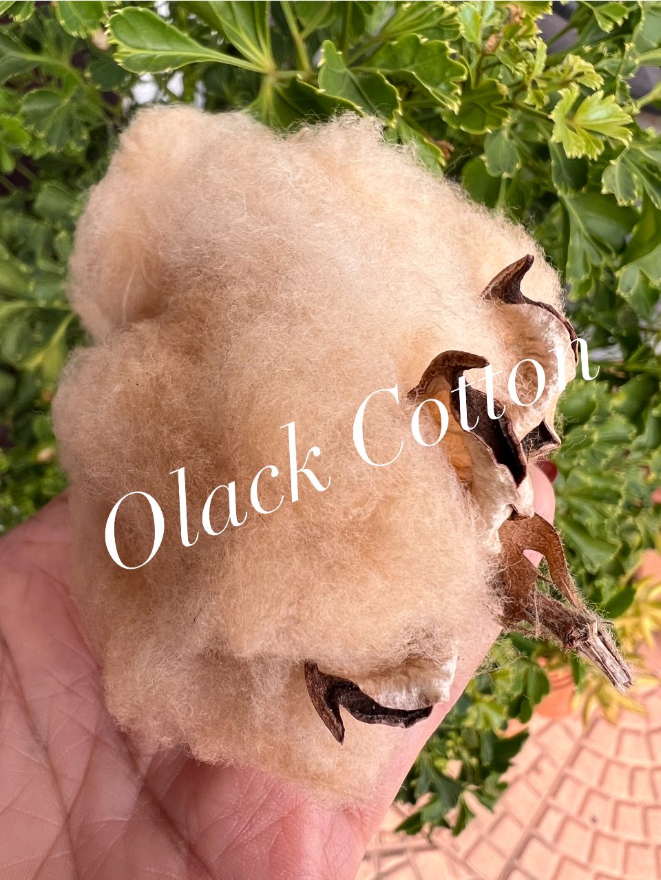 Olack Cotton - Olack Cotton added a new photo.
