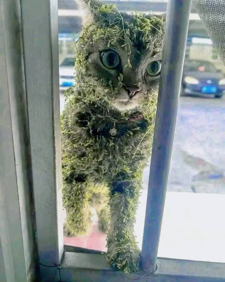 Simba the cat's hilarious misadventure with sticky seeds