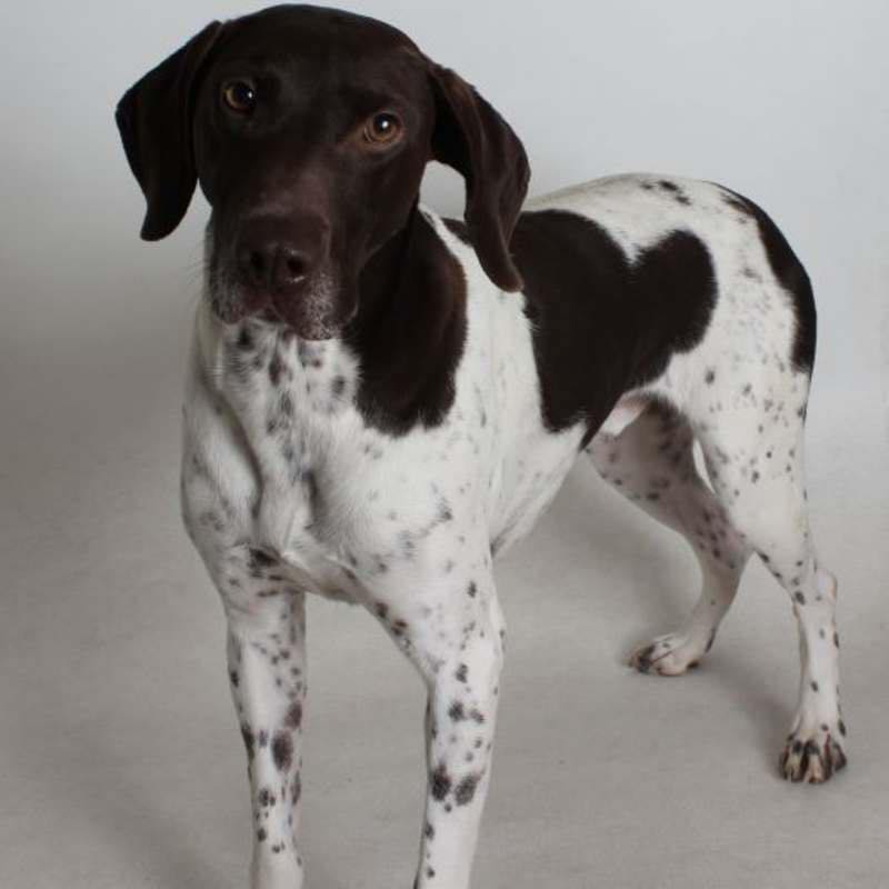 NorCal - ***Update: Adopted!*** Otto, available shelter GSP in Redding ...