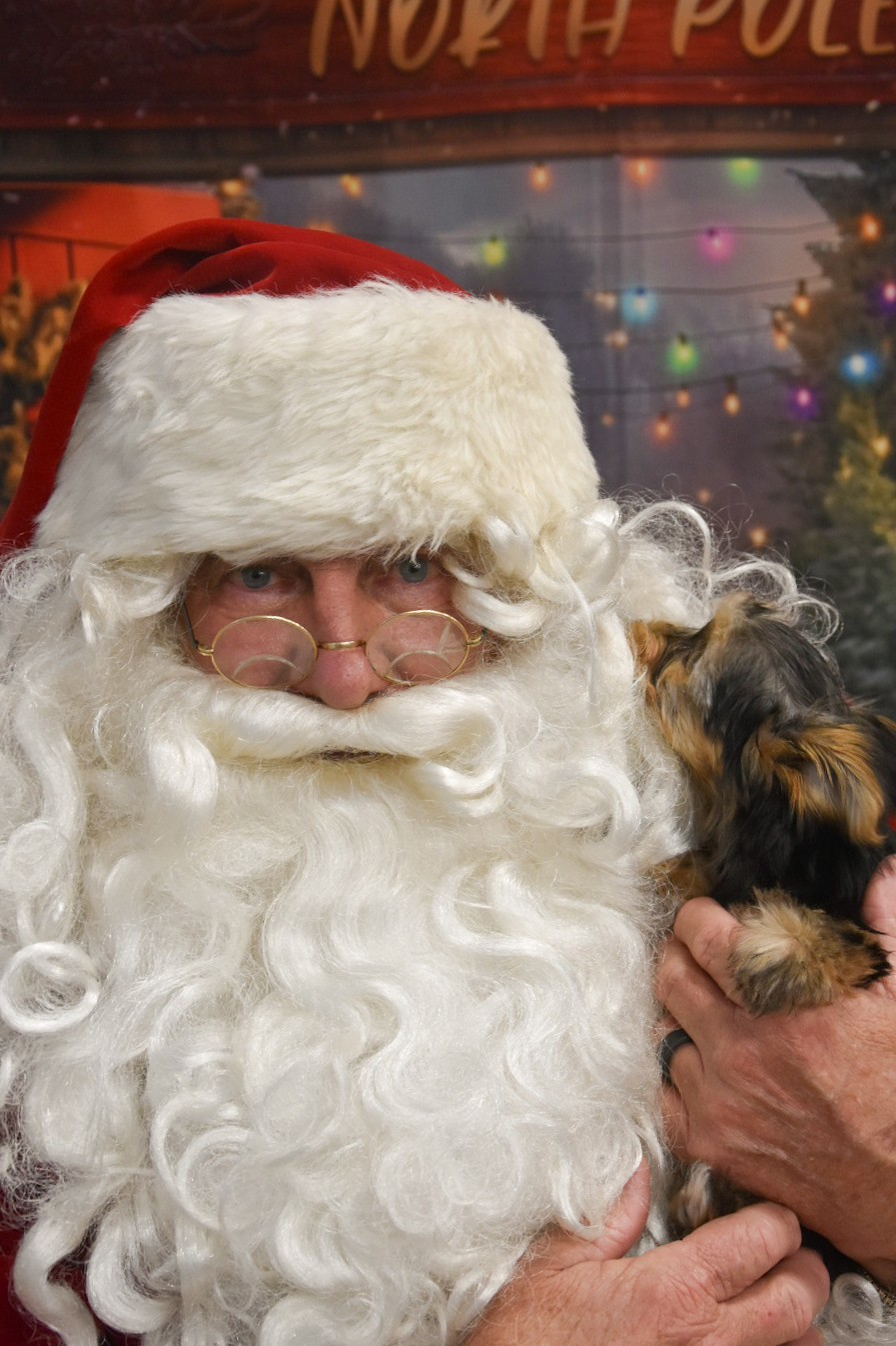 Paws Rescue
