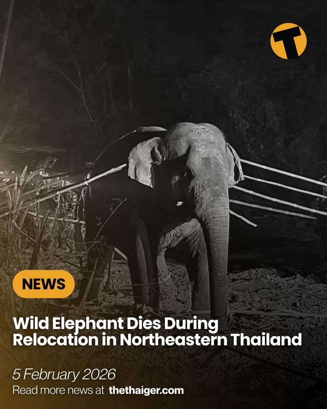 The Thaiger - Public scrutiny has increased after wild elephant Phlai ...