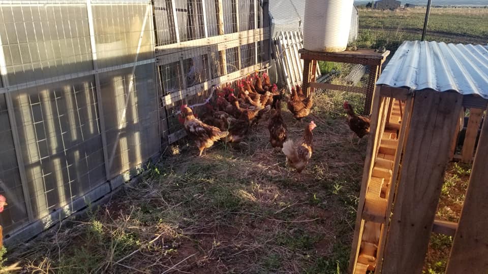 Mangeoire à Poules En Métal Galvanisé Avec Toit Anti-pluie - Idéale Pour Petites Volailles