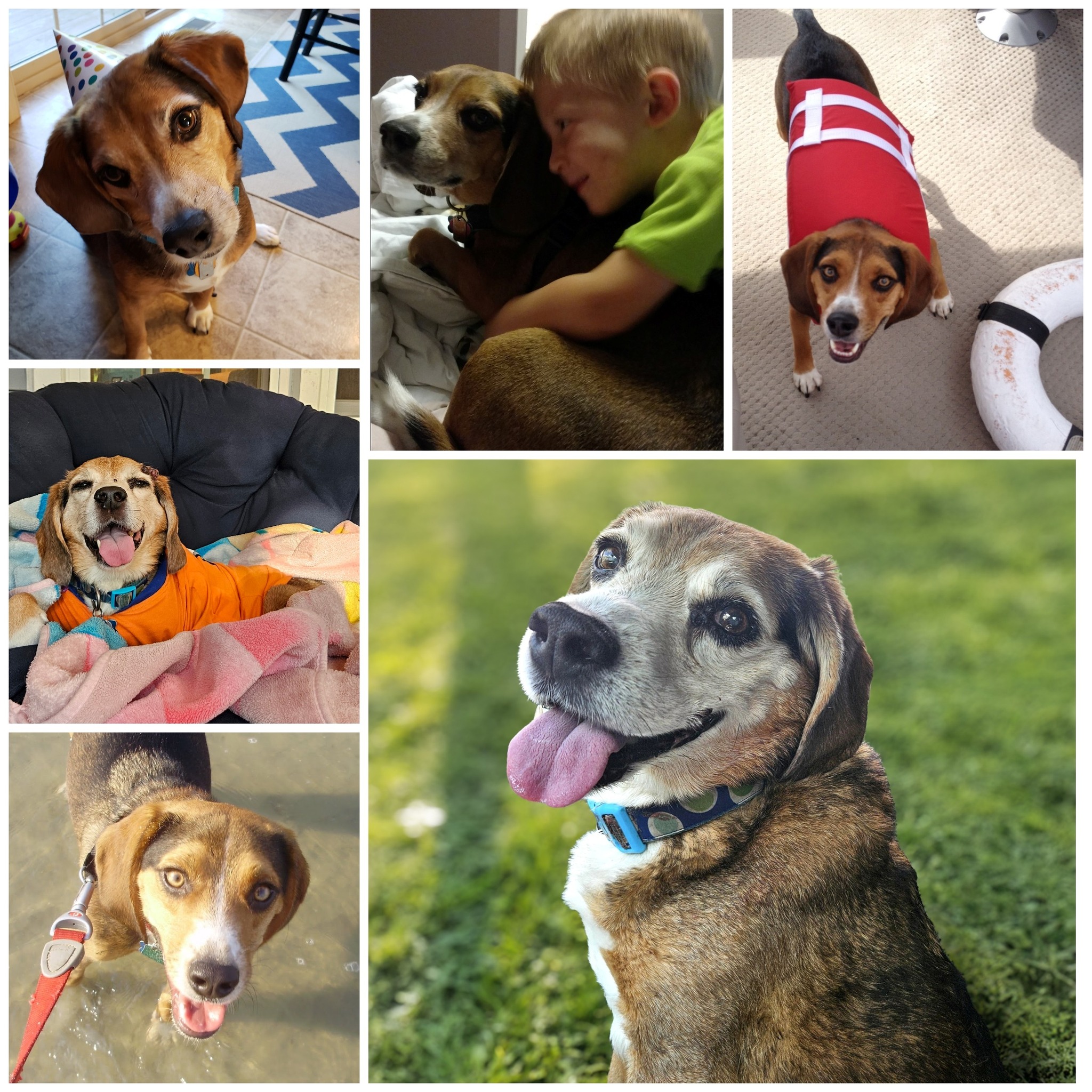 In memory of Chooch ♥ We are... - Peaceful Pet Passage | Facebook