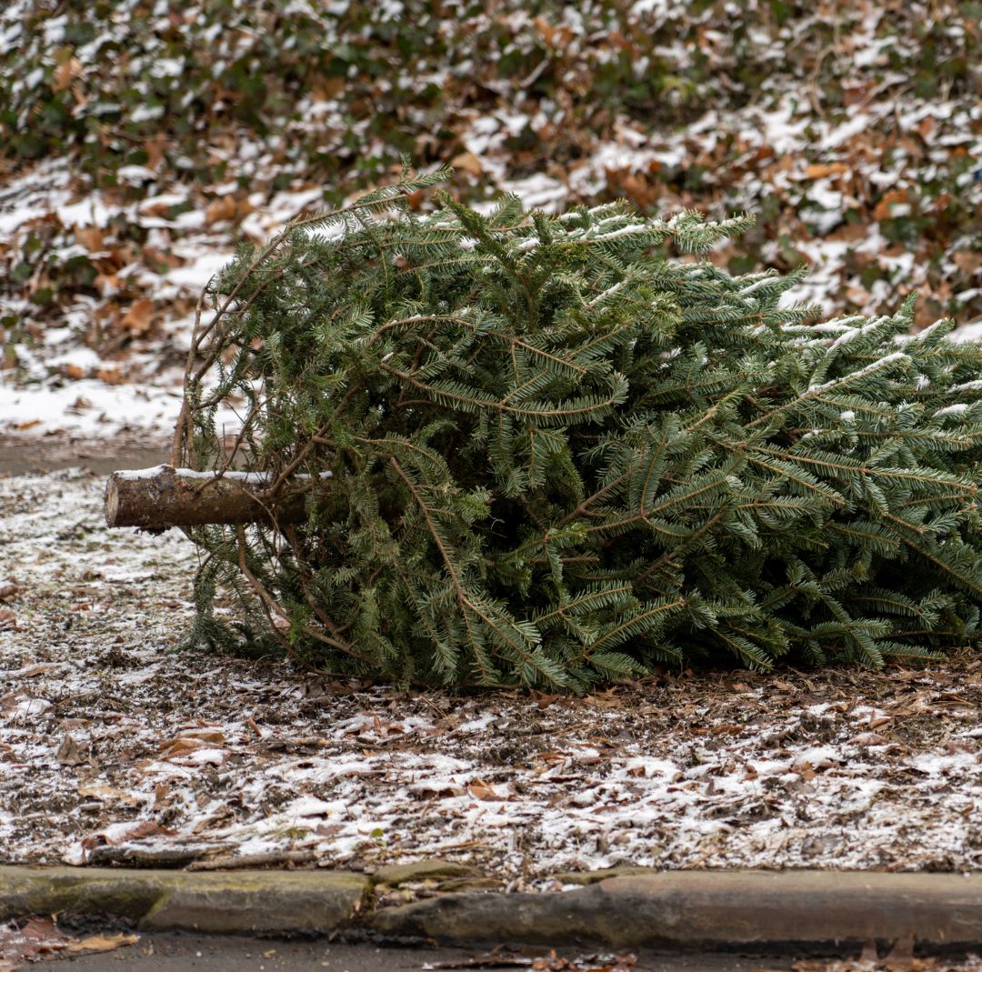 Municipality - CHRISTMAS TREE COLLECTION 🎄 Brighton Public Works will ...