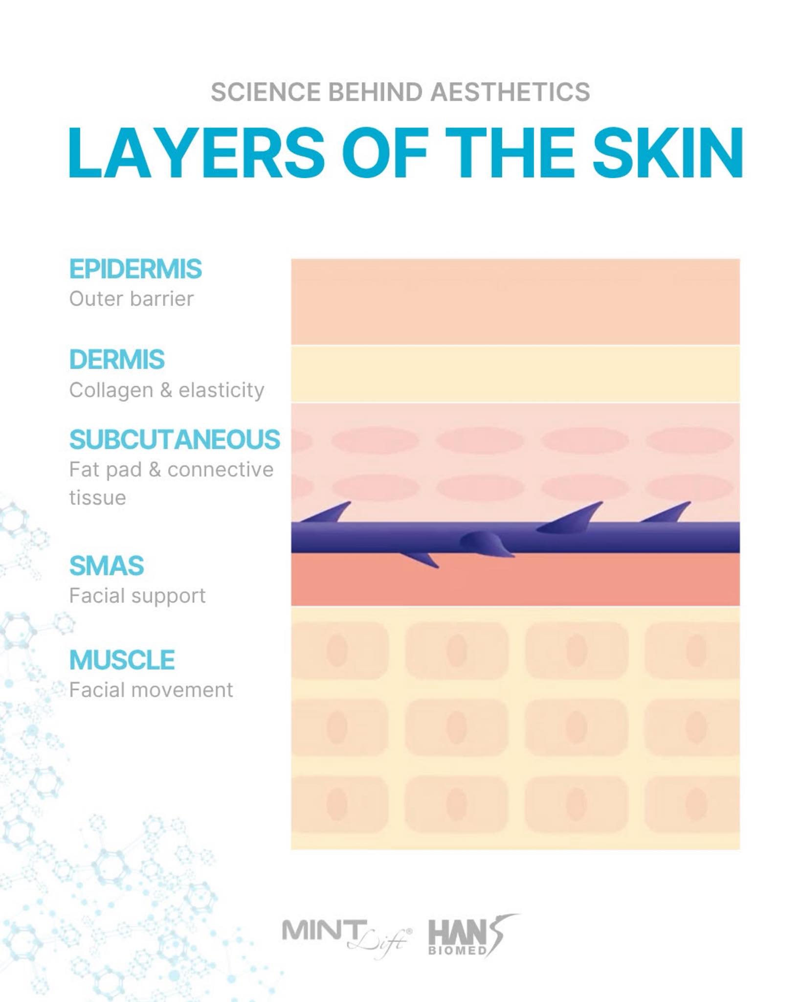 MINT - A lift starts beneath the surface. 🪡⁠ ⁠ Understanding skin ...