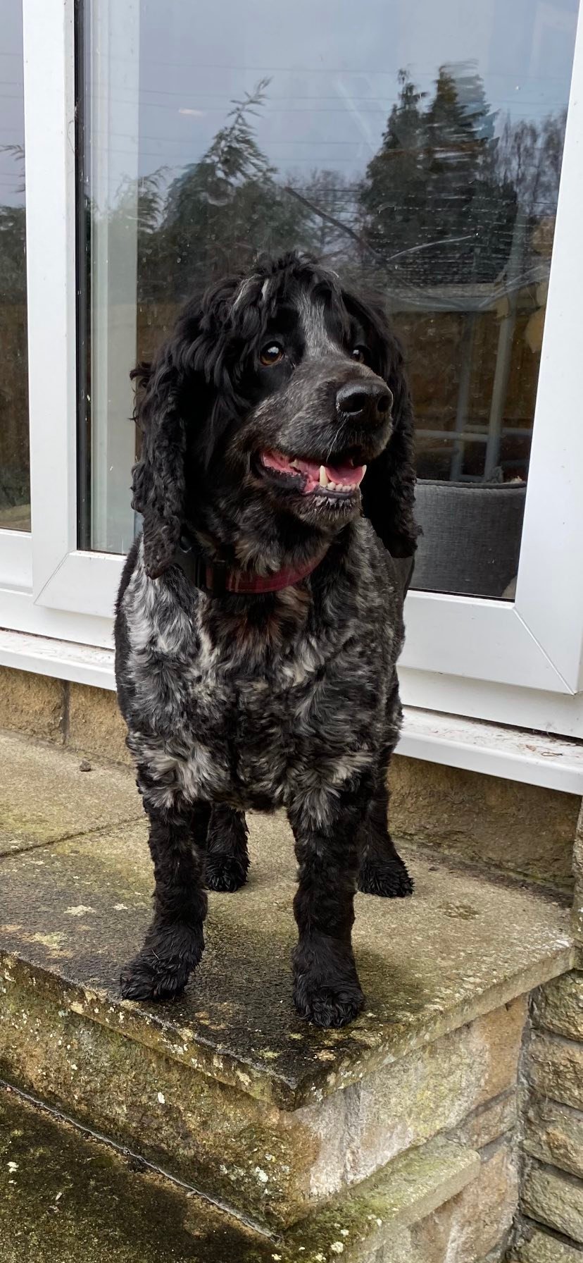 ON HOMECHECK... - Northern English Springer Spaniel Rescue | Facebook