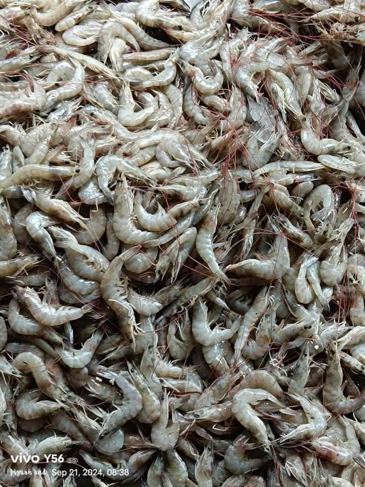 Chachu.fishing | Gopalganj