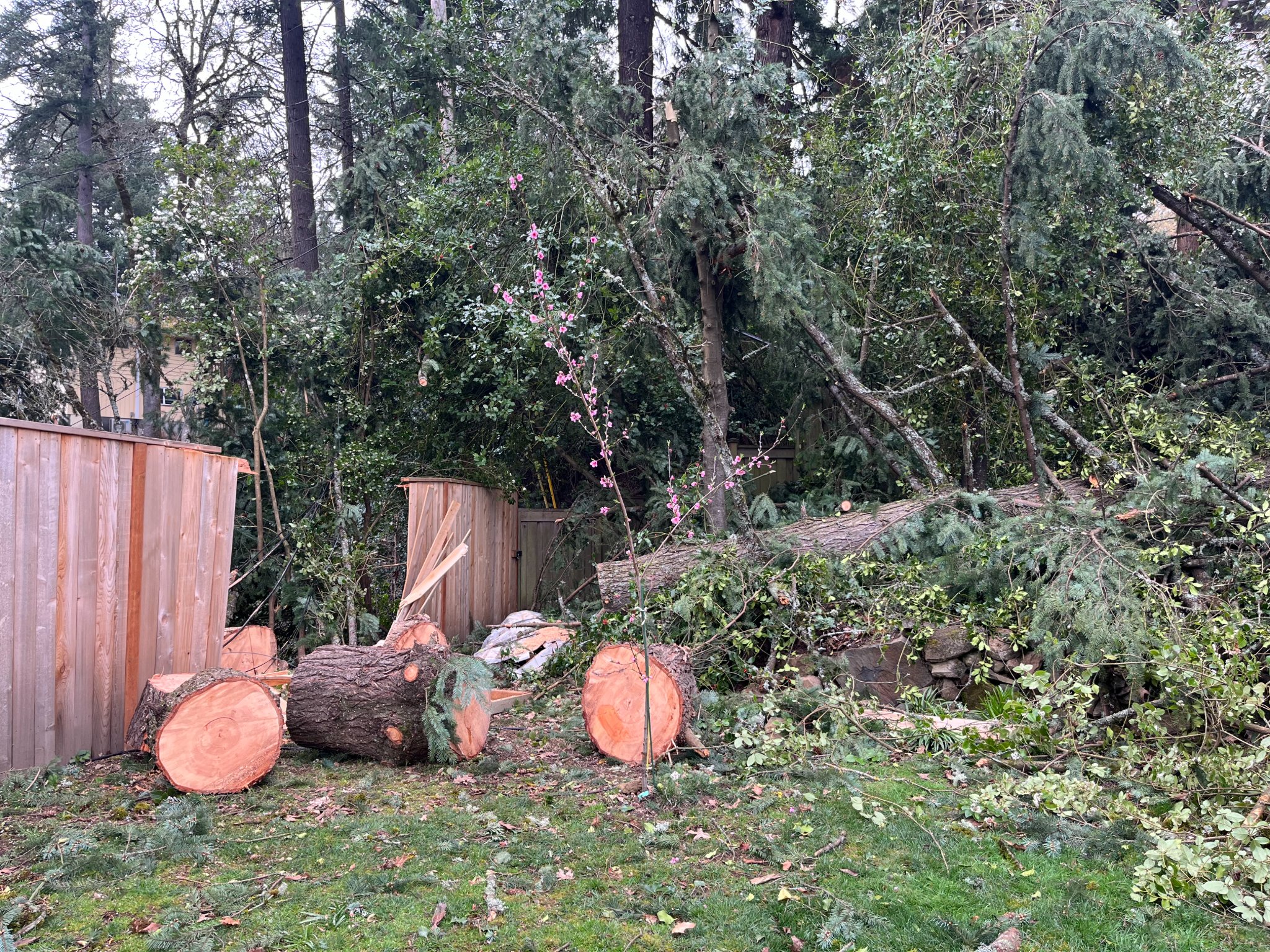 85-yr-old Doug Fir rounds and trunk section - Plants & Seedlings ...