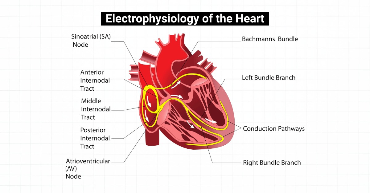 Respiratory - Electrophysiology of the Heart | Facebook