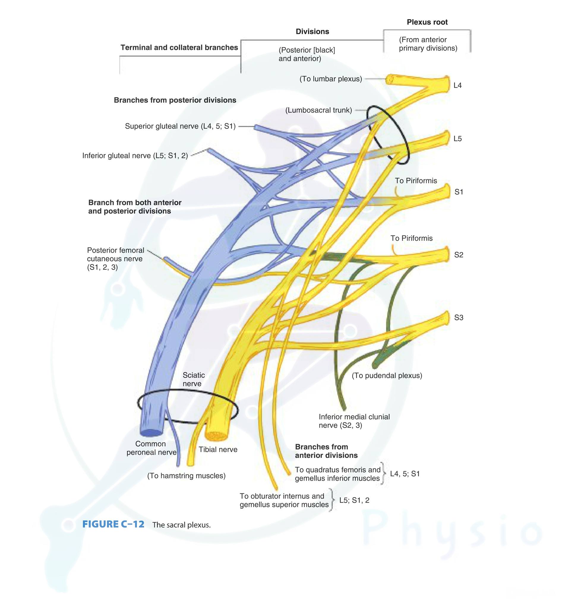 🎯 The sciatic nerve (L4 - S2)... - Orthopaedic Physiotherapy | Facebook