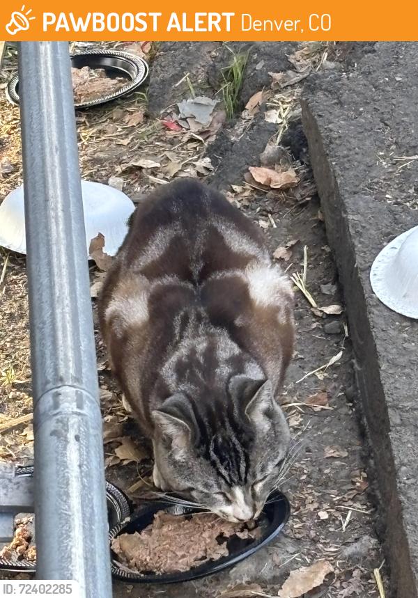 Grey Sphynx Cat Found in Denver, CO 80210 Near S University & E
