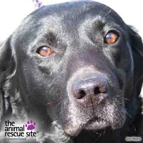 The Animal - Four years ago, we adopted a stray male black Labrador ...