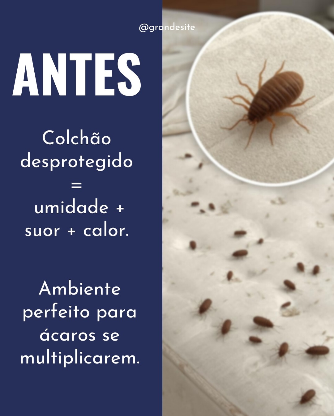 Loja Central do Alérgico - A capa Antiácaro Para Travesseiro Adulto ...