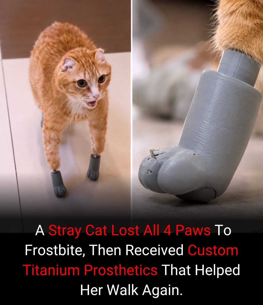 The cat that walked again thanks to technology In Siberia, a stray