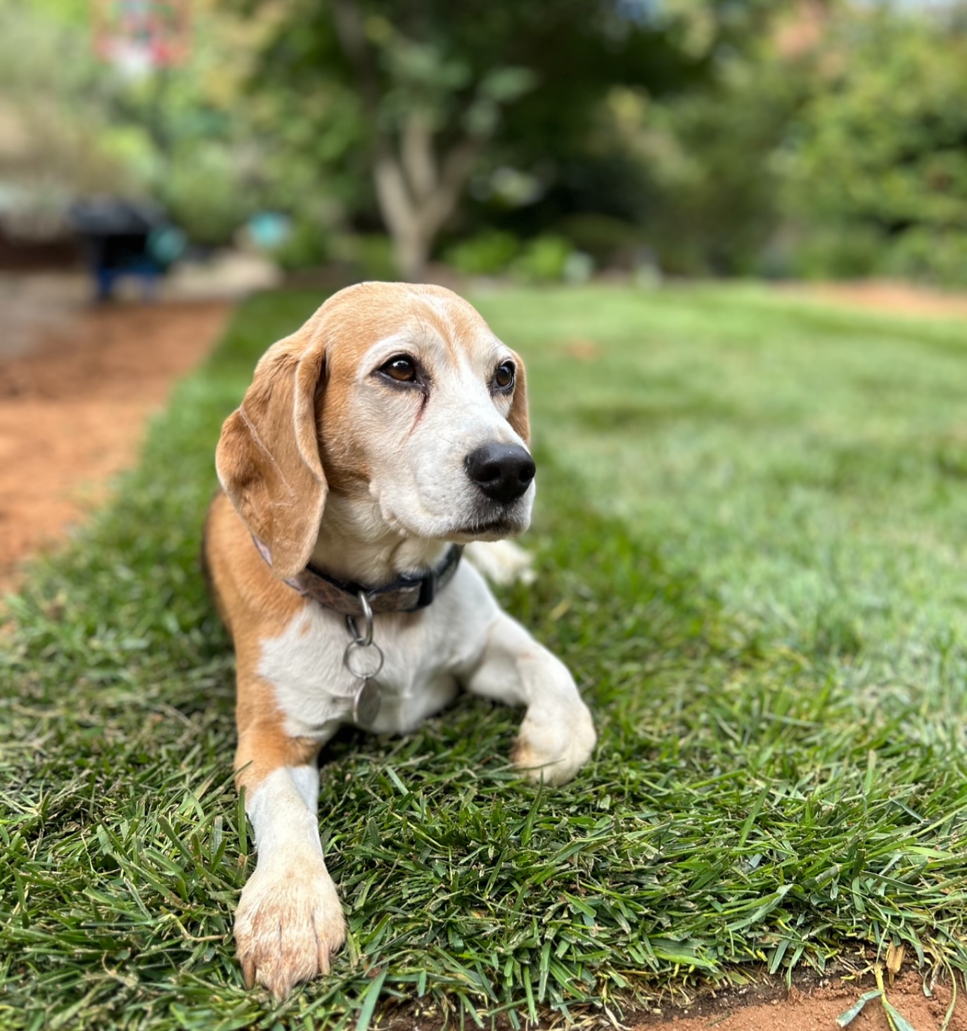 Tom's - Meet the Team: Bobbie – Chief Morale Officer Bobbie is an 8 ...