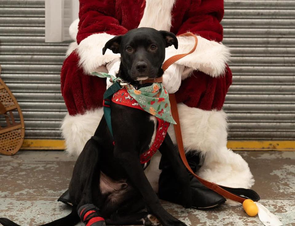 Second... - Second Chance Animal Rescue Society - Alberta