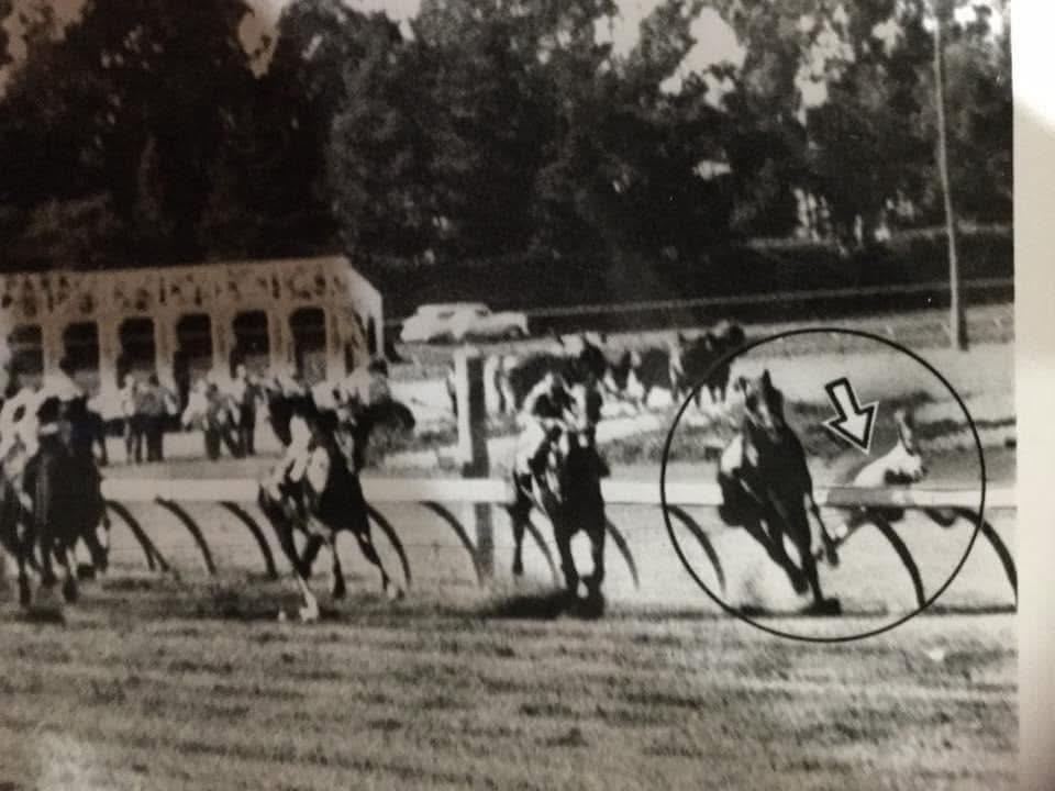 Horse - This is an original photo of the 1958 Hollywood Oaks after Well ...