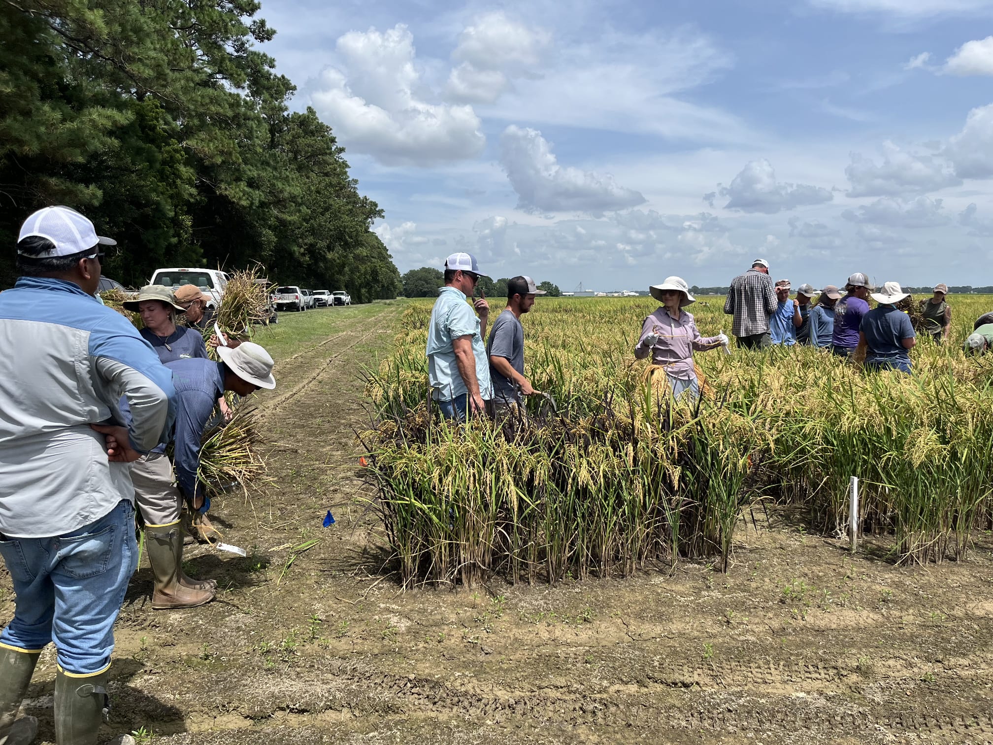 LSU AgCenter H. Rouse Caffey Rice Research Station | Rayne LA