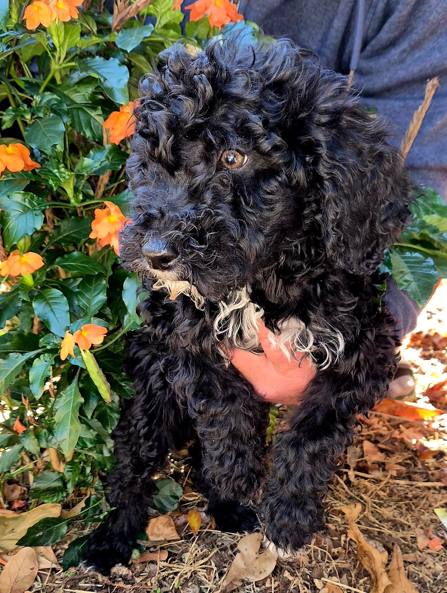 Golden feather farm of Doodles and Poodles