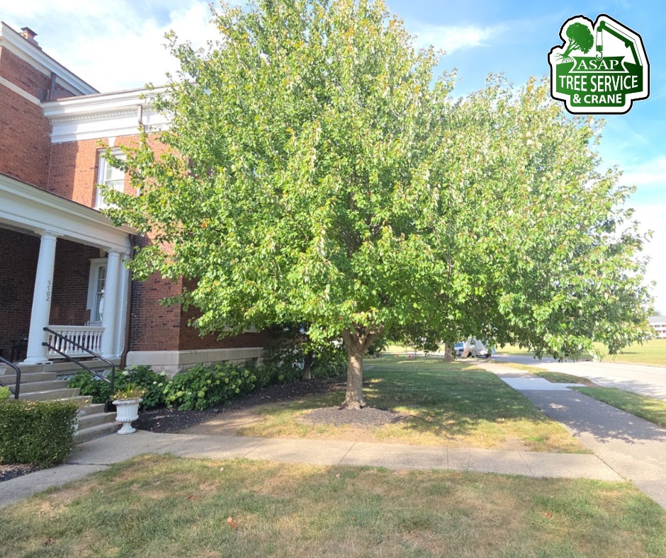 Asap tree Service