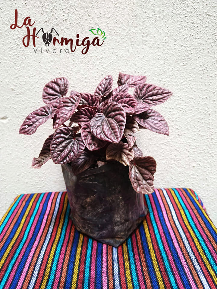 * Cola de ratón (Peperomia caperata)... - Vivero La Hormiga