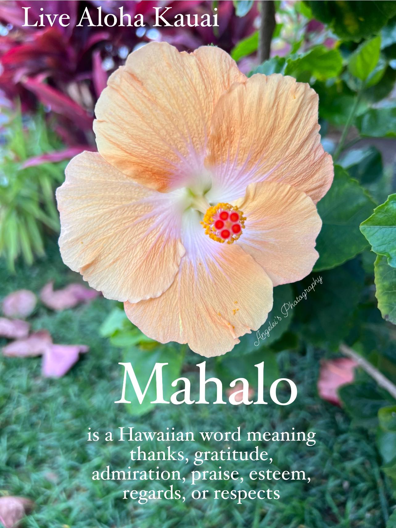 🌸Mahalo is a Hawaiian word meaning... - LIVE ALOHA KAUAI | Facebook
