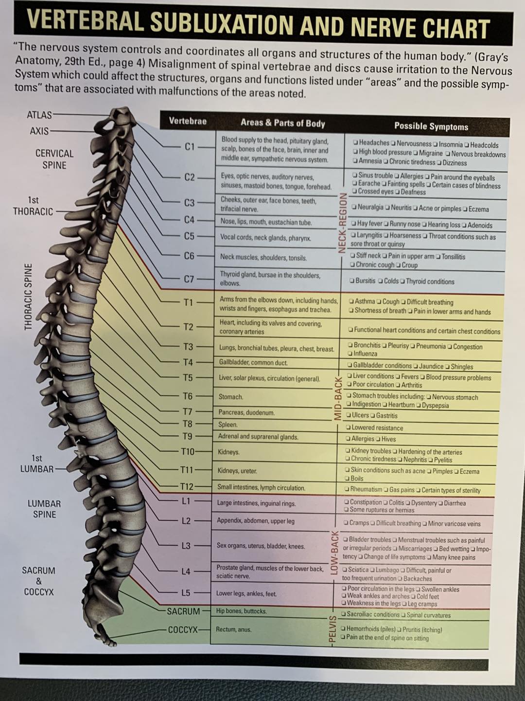 Driver - This is a Meric Chart. It shows which nerves innervate which ...