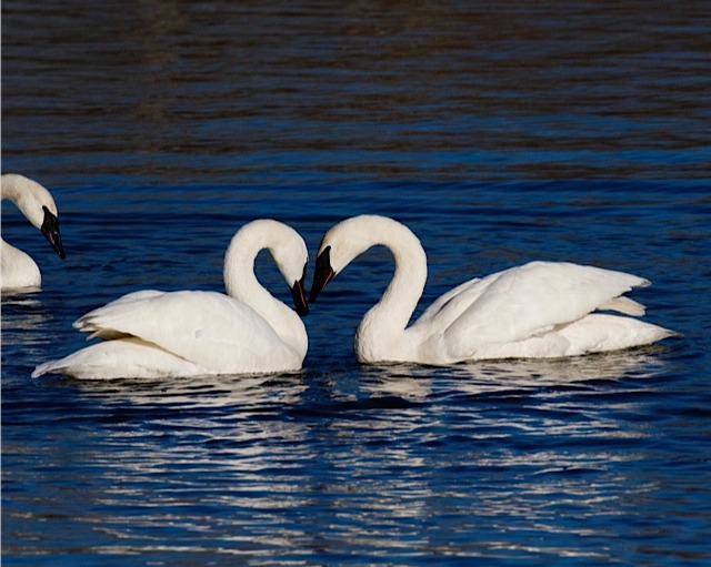 Heber - 🦢 Swan season is in full swing! If you haven’t made time to go ...