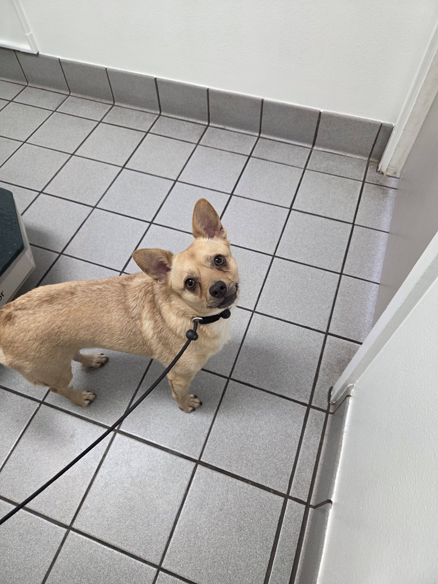 Hope for Dogs Rescue | Honolulu HI