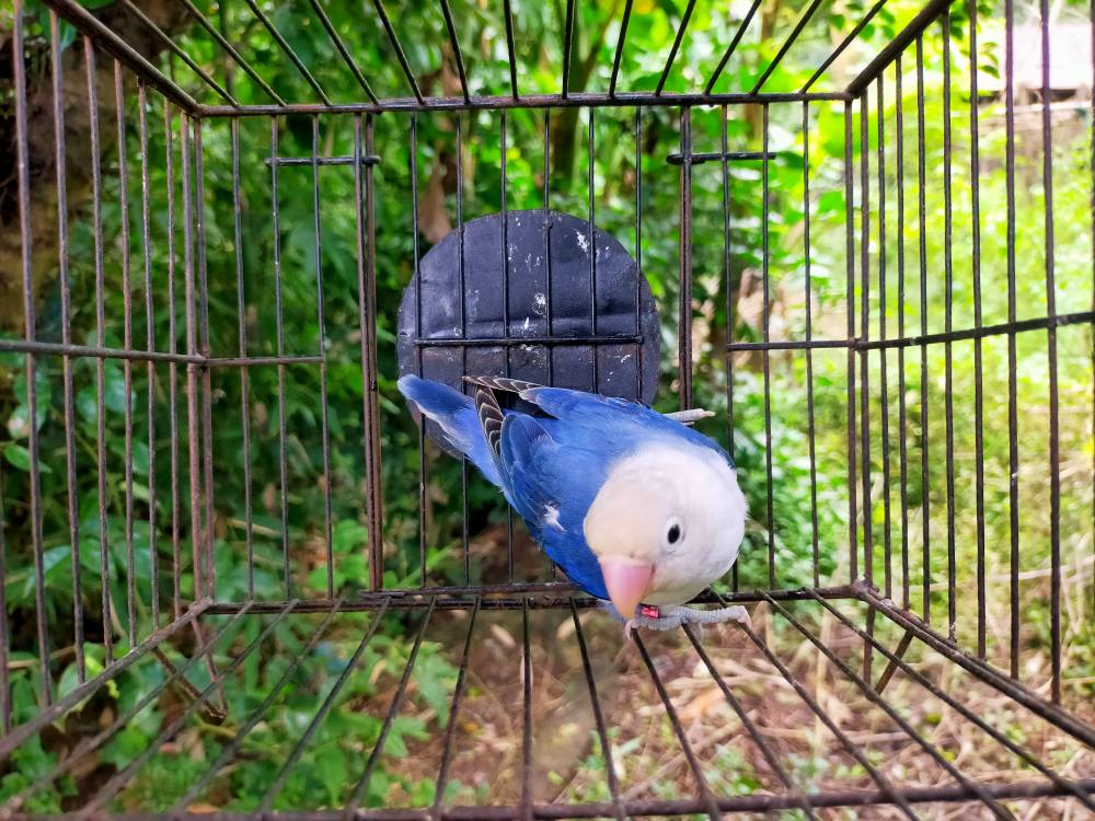 RM Rasel Bird Aviary