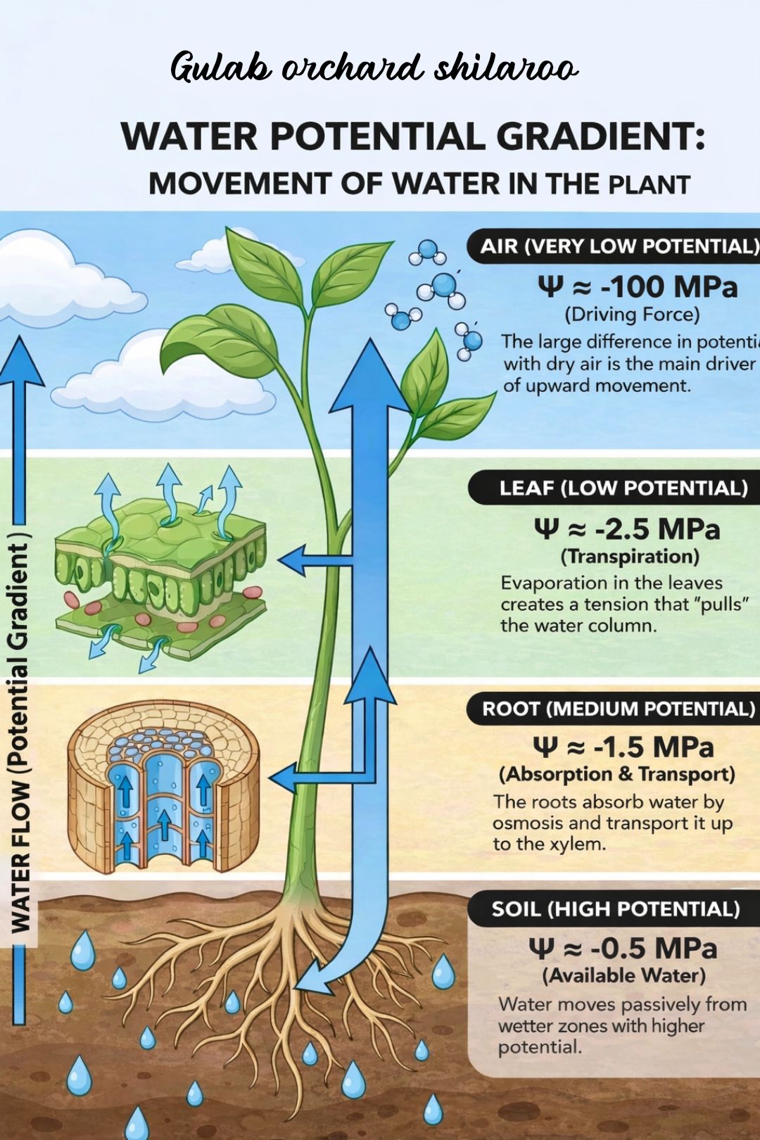 Gulab - 🌱 Water Potential Gradient: Movement of Water in Plants Water ...