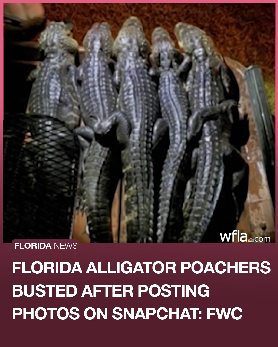 POACHING RING BUSTED: Investigators... - WFLA News Channel 8 | Facebook