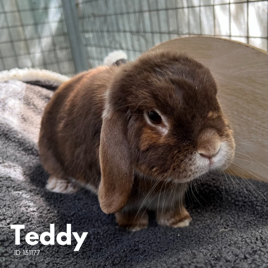 RSPCA - So many cute faces waiting to meet you! Our animals are loved ...