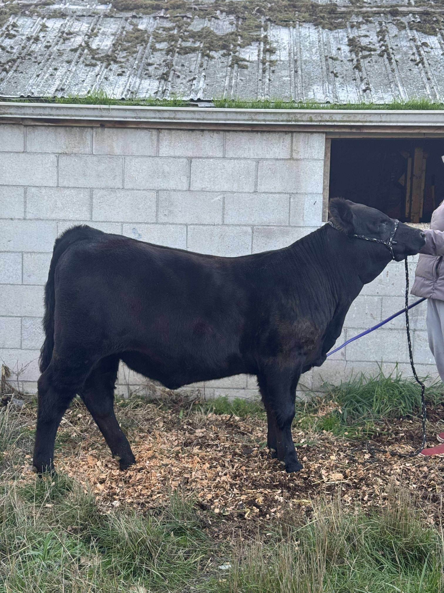 Washington Angus Association