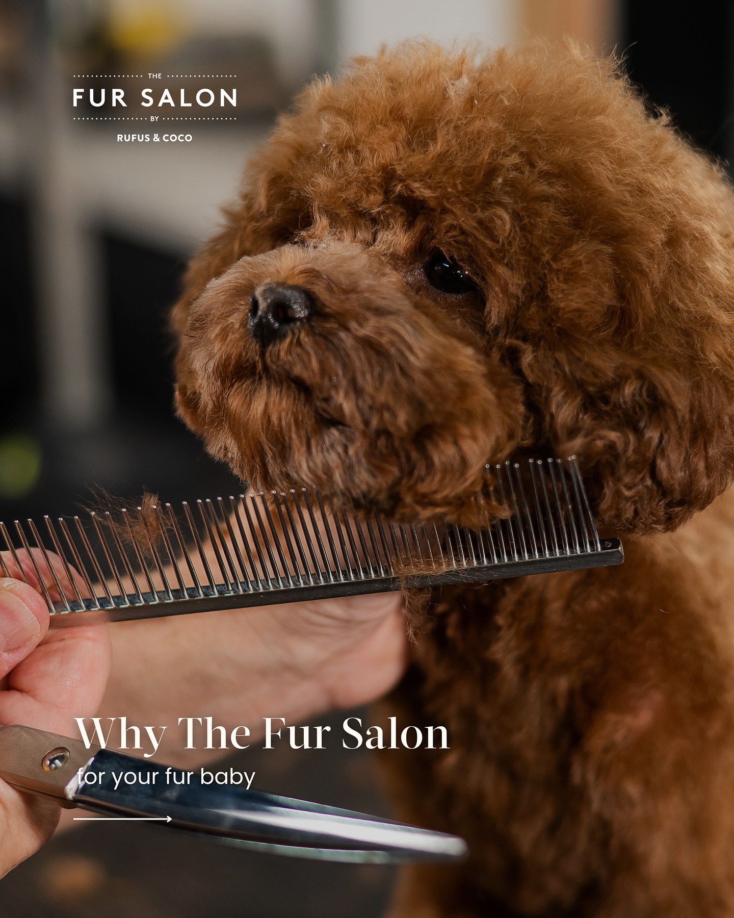 The Fur Salon by Rufus & Coco | Mosman NSW